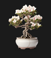 Indoor Plant Pot